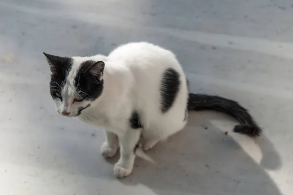 Chat Roux Dans Rue Ensoleillée — Photo