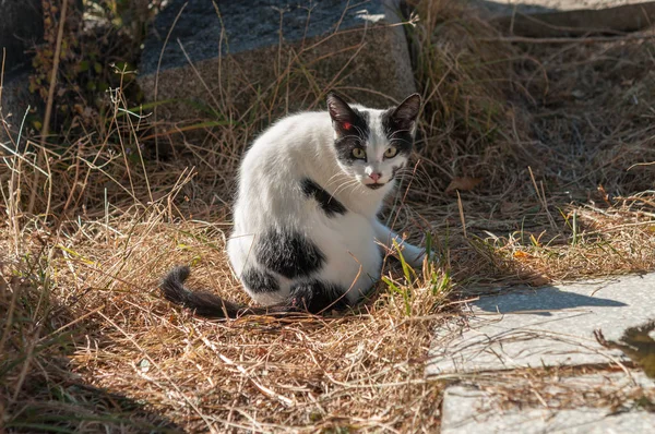 Imbir Cat Suny Ulicy — Zdjęcie stockowe