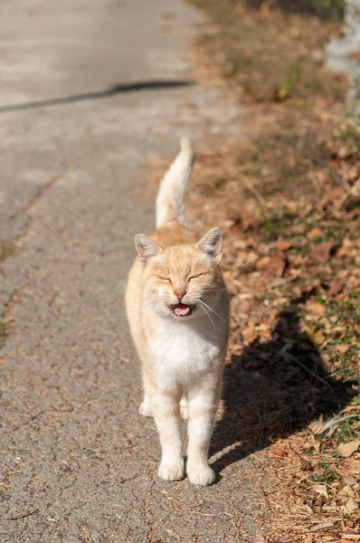 Chat Roux Dans Rue Ensoleillée — Photo