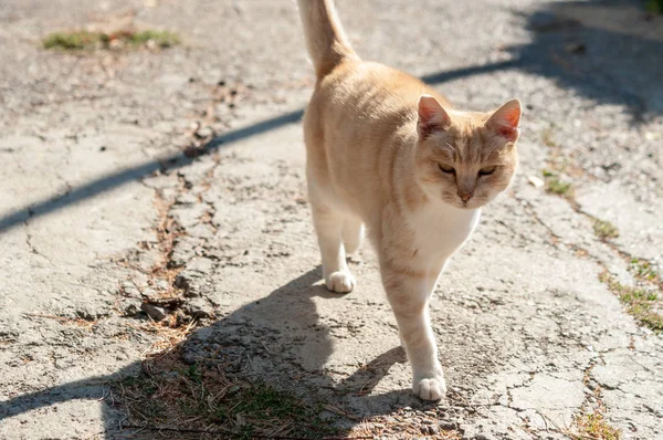 Ginger Cat Suny Gatan — Stockfoto