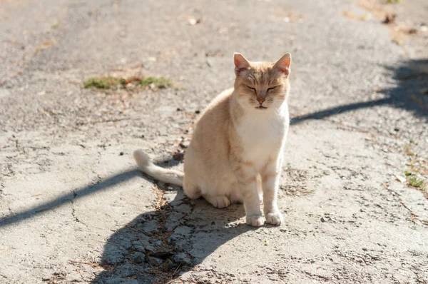 Ginger Cat Suny Gatan — Stockfoto