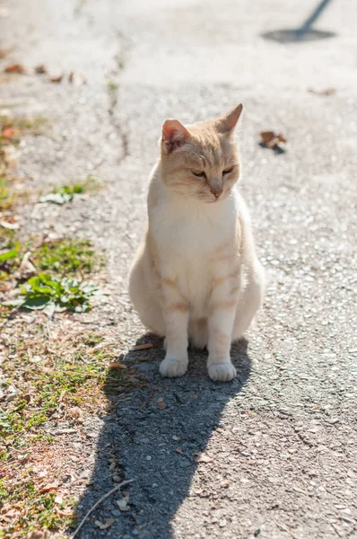 Gatto Zenzero Strada Soleggiata — Foto Stock