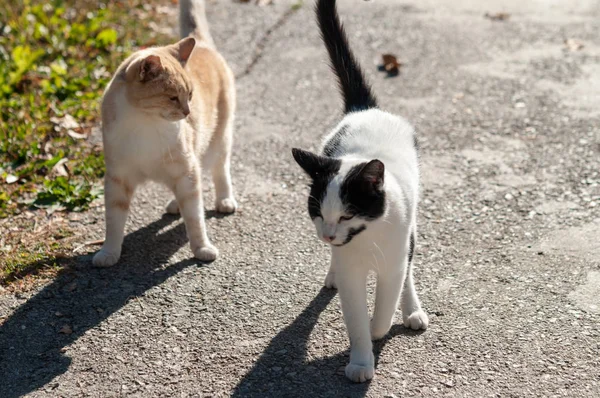 Ginger Cat Suny Gatan — Stockfoto