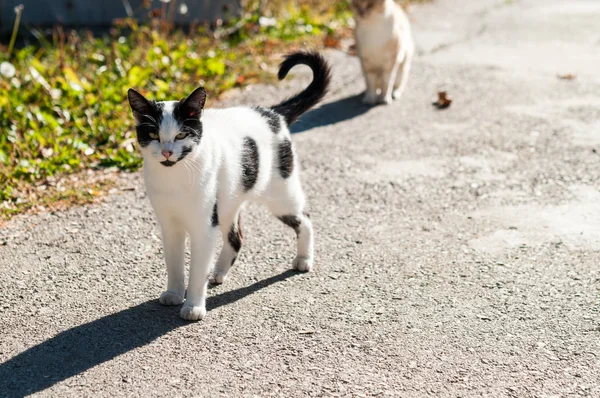 Gatto Zenzero Strada Soleggiata — Foto Stock