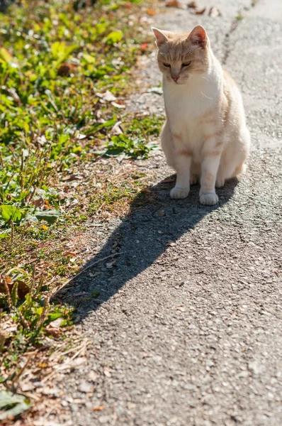 Gatto Zenzero Strada Soleggiata — Foto Stock