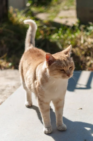 Ginger Cat Suny Gatan — Stockfoto
