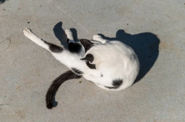 Imbir Cat Suny Ulicy — Zdjęcie stockowe