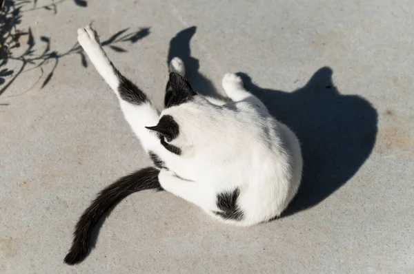 Chat Roux Dans Rue Ensoleillée — Photo