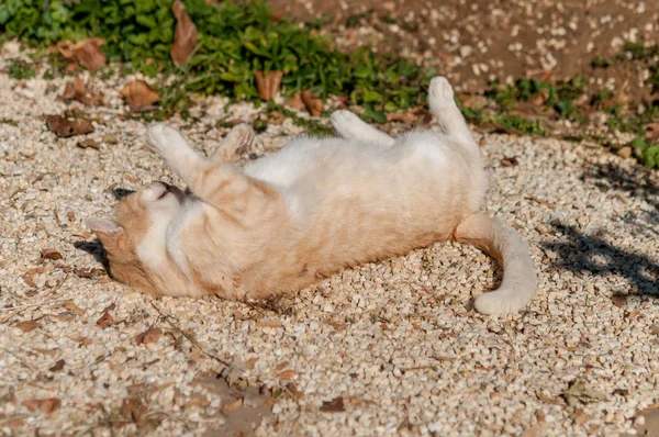 Gatto Zenzero Strada Soleggiata — Foto Stock