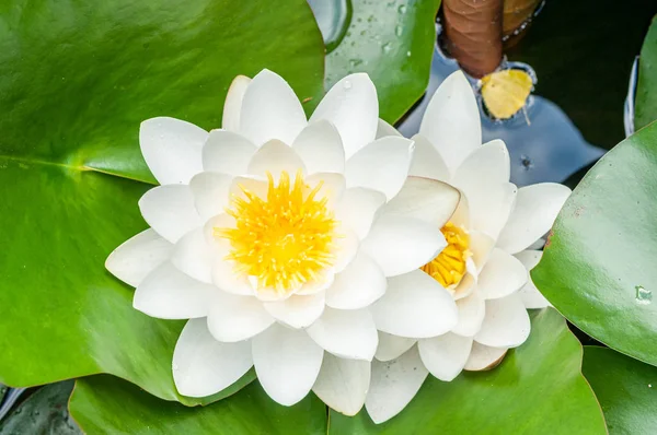 Blume der Seerose weiß geschlüpft natürlich — Stockfoto