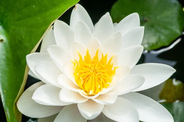Flor de lírio de água branco eclodido natural — Fotografia de Stock