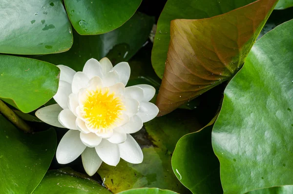 Blume der Seerose weiß geschlüpft natürlich — Stockfoto