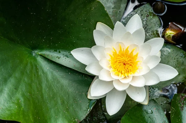 Blume der Seerose weiß geschlüpft natürlich — Stockfoto