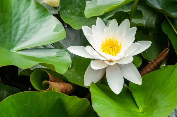 Blume der Seerose weiß geschlüpft natürlich — Stockfoto