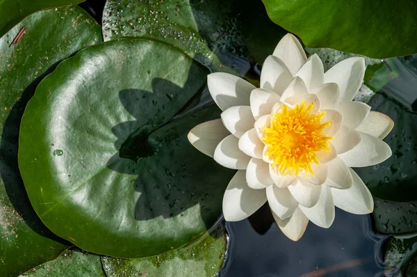 水ユリの花白い孵化自然 ストック写真