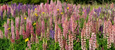 Lupin alan yaz sezonunda tam Bloom vurdu