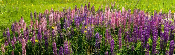 Champ de lupin en pleine floraison en saison estivale — Photo