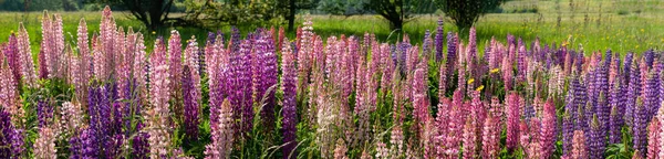 Campo de Lupin atingiu plena floração na temporada de verão — Fotografia de Stock