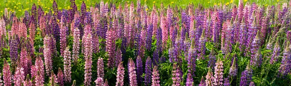 Campo de Lupin atingiu plena floração na temporada de verão — Fotografia de Stock