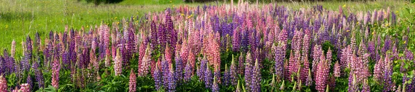 Campo de Lupin atingiu plena floração na temporada de verão — Fotografia de Stock