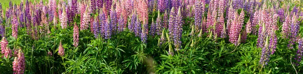 Champ de lupin en pleine floraison en saison estivale — Photo