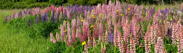 Champ de lupin en pleine floraison en saison estivale — Photo