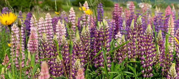 Campo de Lupin atingiu plena floração na temporada de verão — Fotografia de Stock