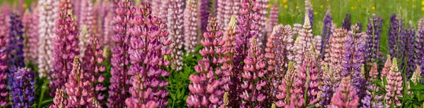 Champ de lupin en pleine floraison en saison estivale — Photo