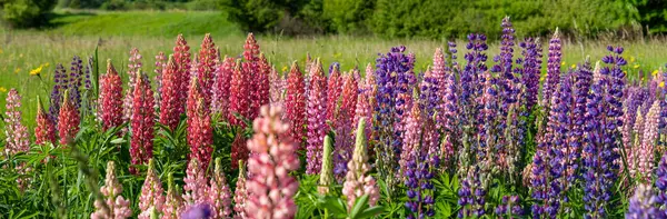 Champ de lupin en pleine floraison en saison estivale — Photo