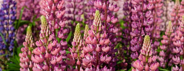 Campo de Lupin atingiu plena floração na temporada de verão — Fotografia de Stock