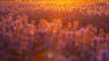 Lavanta alanları Provence dağlarda çiçekler.