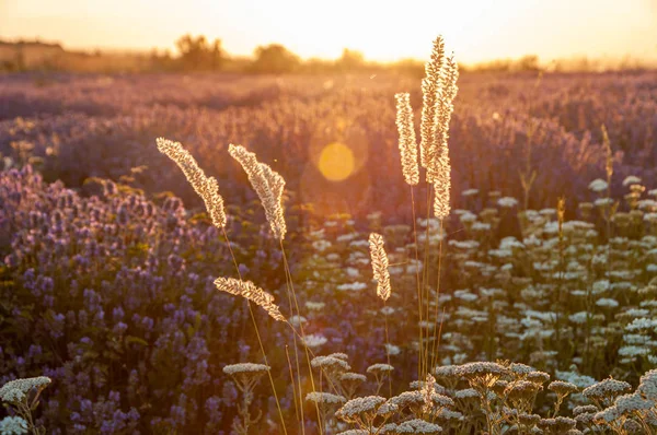 Blumen in den Lavendelfeldern der Provence. — Stockfoto