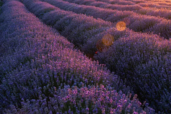 Flowers in the lavender fields in the Provence mountains. — Stock Photo, Image