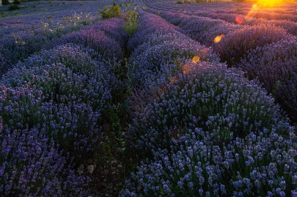 Цветы на лавандовых полях в горах Прованса . — стоковое фото