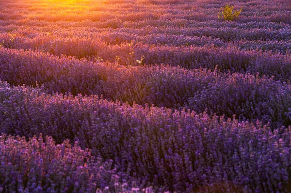 A virágok a levendula mezők, a Provence-hegység. — Stock Fotó
