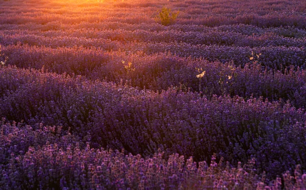 Flores en los campos de lavanda en las montañas Provenza . —  Fotos de Stock