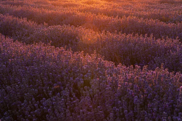 普罗旺斯山脉薰衣草田野的花朵. — 图库照片