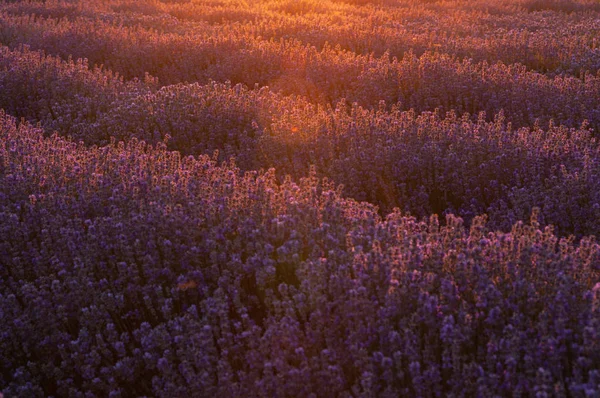 Blumen in den Lavendelfeldern der Provence. — Stockfoto