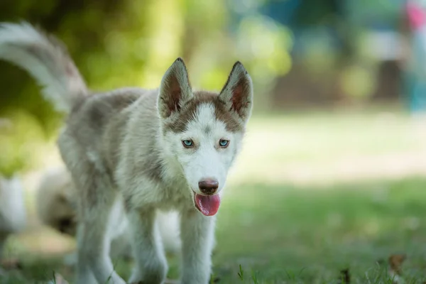 Hermoso cachorro Husky siberiano de ojos azules — Foto de Stock