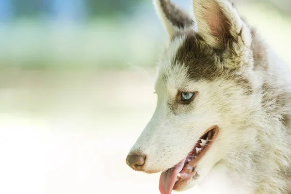 Krásné štěně husky — Stock fotografie