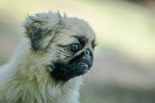 Close-upprofiel van Pekingese ras van de hond — Stockfoto