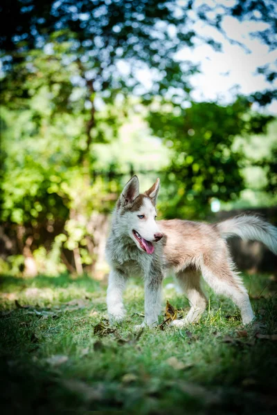 Kékszemű szibériai husky kiskutya — Stock Fotó