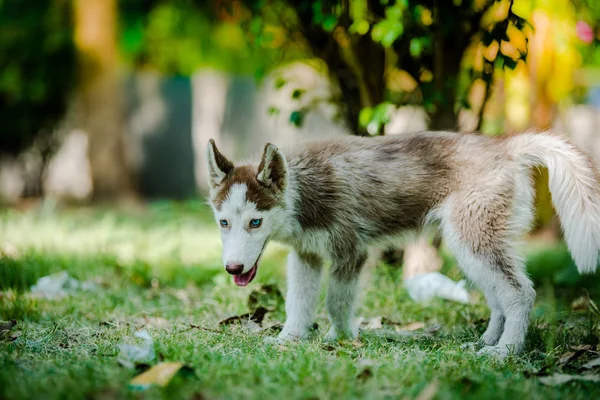 Красиві husky цуценя — стокове фото