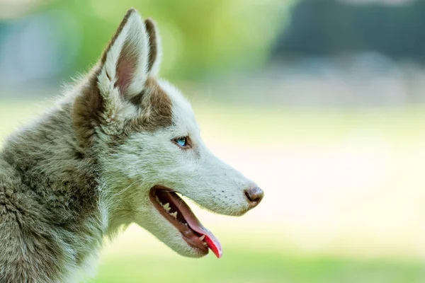 Gyönyörű szibériai husky kiskutya-val tonuge lóg — Stock Fotó