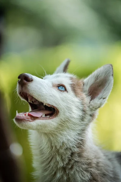 Krásné štěně husky — Stock fotografie