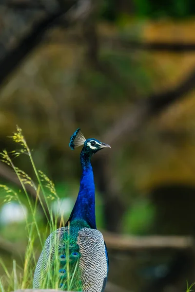 Pavão Indiano Peafolow Pavo Cristatus Uma Grande Ave Folhosa Uma — Fotografia de Stock