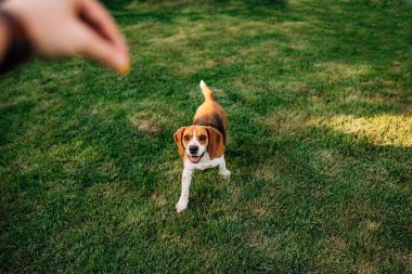 Aperatif için beagle veren el closeup.