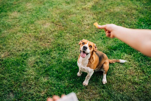 Hand Woman Feeding Happy Dog Treats — Stock Photo, Image