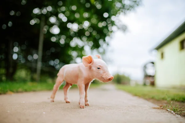 Primer Plano Lindo Cerdito Carretera Del Campo — Foto de Stock