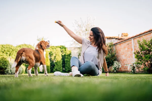 Lovely Young Woman Playing Her Beagle Dog Backyard — Stock Photo, Image
